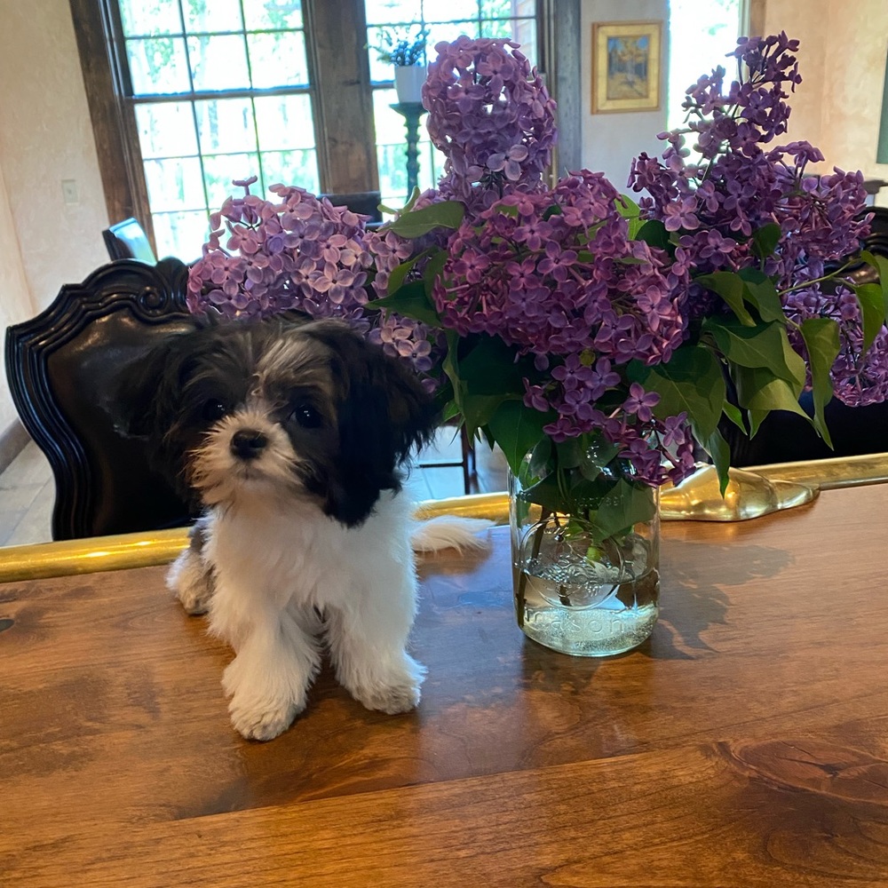 Meet your Posher, Molly
